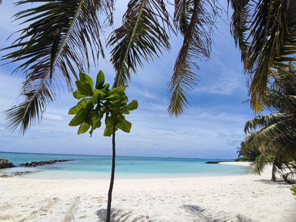 MALDIVE